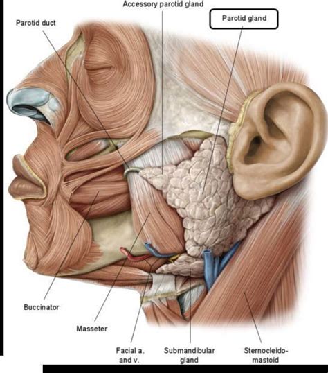 Parotid Gland Anatomy