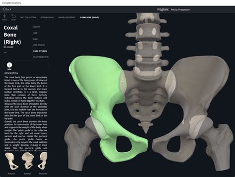 Slides: Coxal Bone – Basic Sciences