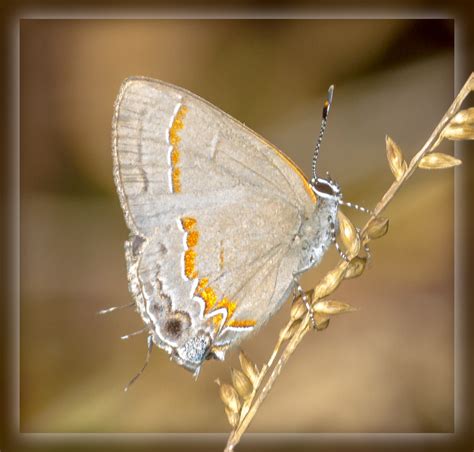 Gray Hairstreak Butterfly. | Gray Hairstreak Butterfly. I wa… | Flickr