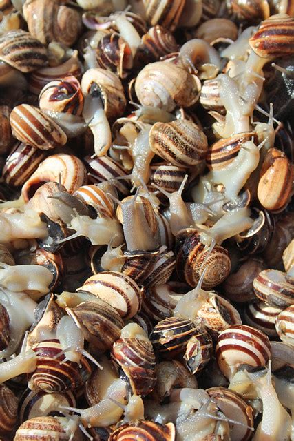 Edible snails on market stall | Close up imnage of edible sn… | Flickr