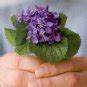Edible Flowers Sweet Violet Organic Viola Odorata - 50 Seeds