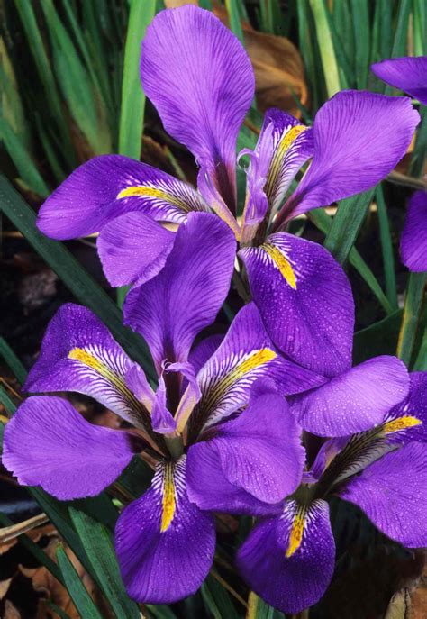 Plant of the week: Algerian iris (With images) | Iris flowers, Plants, Iris