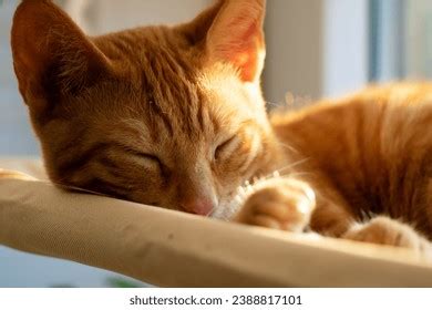 1,016 Cat Sleeping Near Window Images, Stock Photos, 3D objects ...