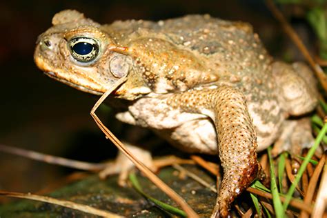 Control of Cane Toads - Department of Tourism, Sport and Culture