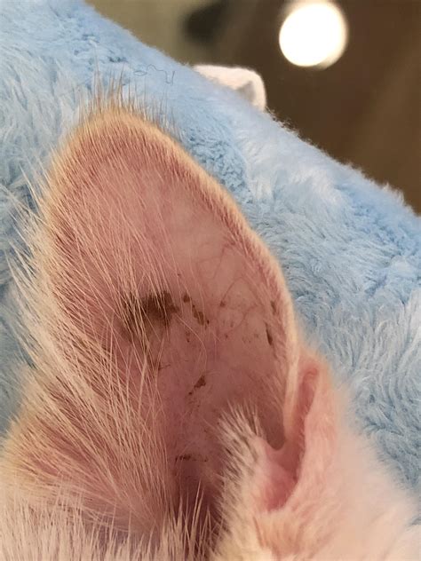 Normal earwax or possible mites? Doesn’t seem uncomfortable, no ...