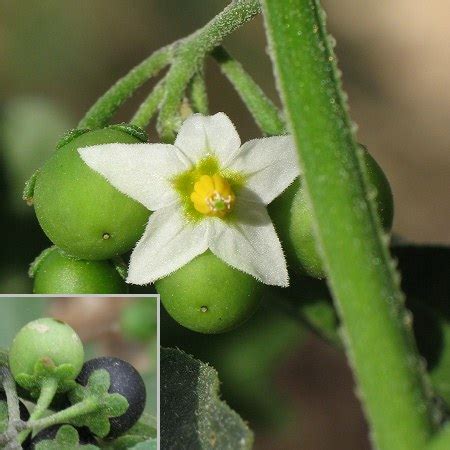 Solanum nigrum (Black Nightshade) : MaltaWildPlants.com - the online ...