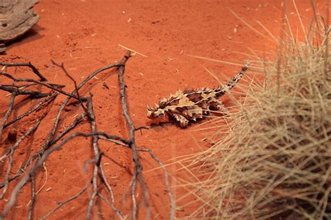 Kadal Thorny Devil Di Pasir Gurun Merah Di Pedalaman Australia Tengah Foto Stok - Unduh Gambar ...