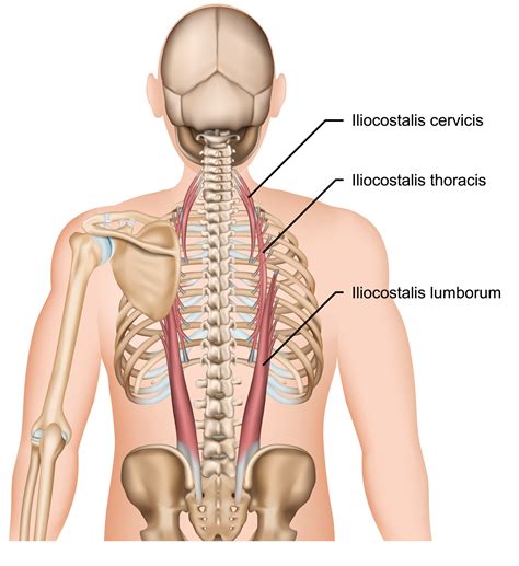 List 92+ Pictures Pictures Of Lower Back Muscles Updated