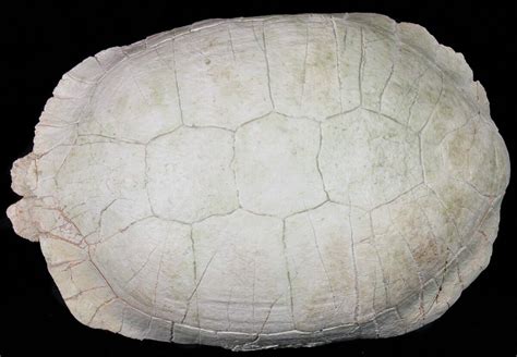 10.7" Fossil Tortoise (Testudo) - Uncommon Species For Sale (#50819 ...