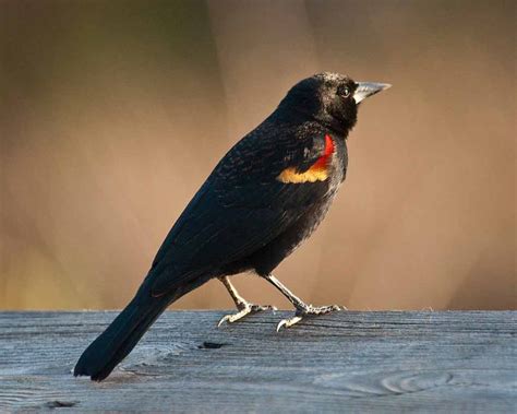 Red Wing Blackbird Migration