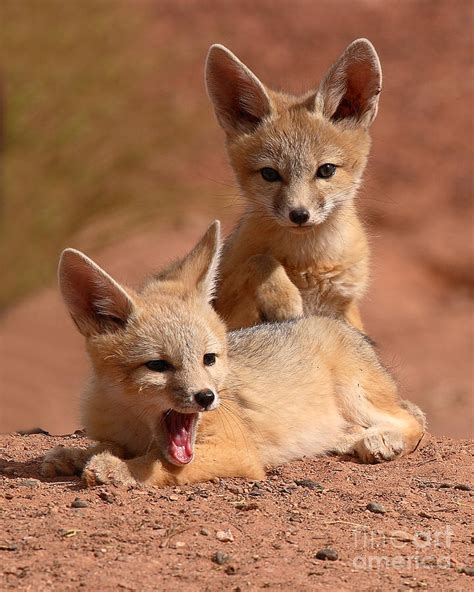 Kit Fox Twin Pups Photograph by Max Allen