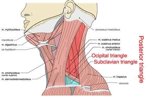 Triangles of the Neck Part 2 - The Posterior Triangle - Medical Exam Prep