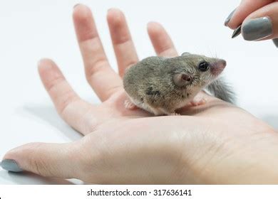 37 African pygmy dormouse Images, Stock Photos & Vectors | Shutterstock