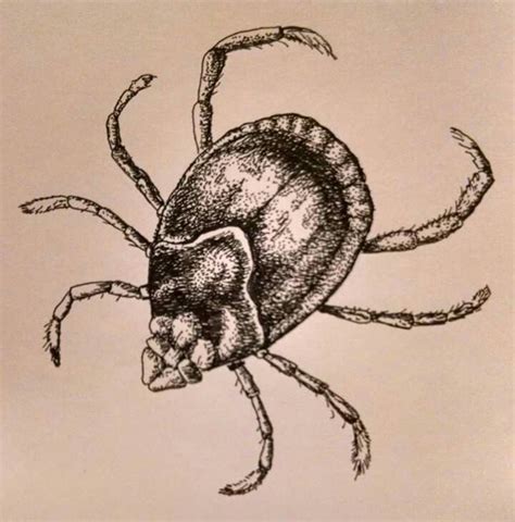 a drawing of a tick sitting on top of a piece of paper