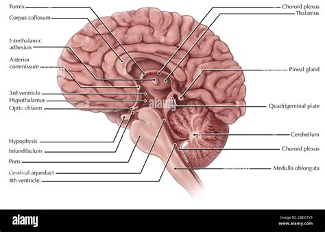 Midsagittal View Of Sheep Brain