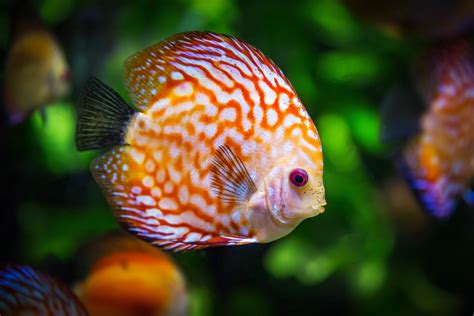 11 Fun facts about fish - BC SPCA