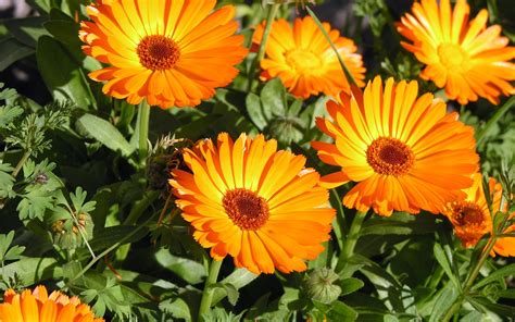 Orange Calendula Flower Seeds 363 · Turtle Tree Seed Initiative