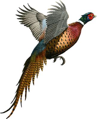 pheasant pics - Google Search #pheasanthunting #turkeyhunting | Pheasant hunting, Hunting art ...