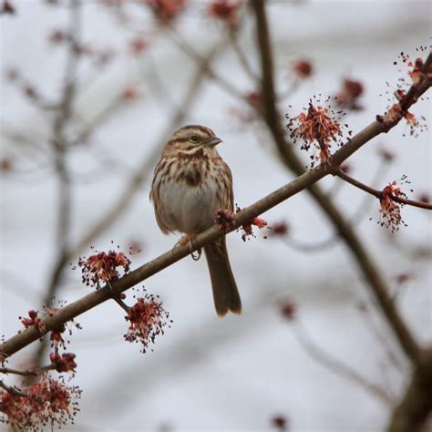 Backyard Birds of Michigan - Bird Watching Academy