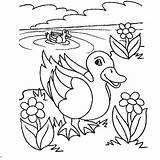 Pond Coloring Pages Sketch  Free Printable sketch template