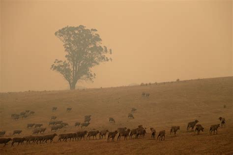 California drought driven by Australia’s wildfires and La Niña — study