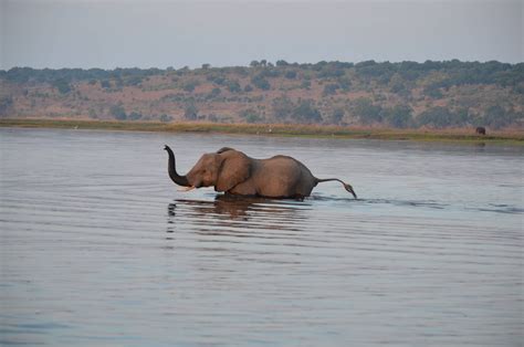 Africa de Sud Safaris