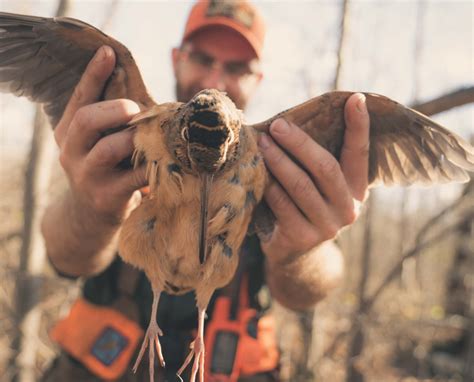 American Woodcock Hunting, Tips, Tactics, Videos, Podcasts, and Dogs