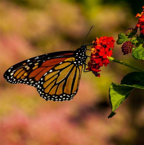 Monarch Butterfly on a Red Flower Stock Photo - Image of pollinator, insecta: 164392064