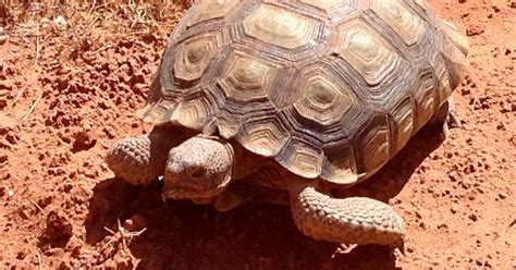 Mojave desert tortoises finding new homes as part of state adoption program