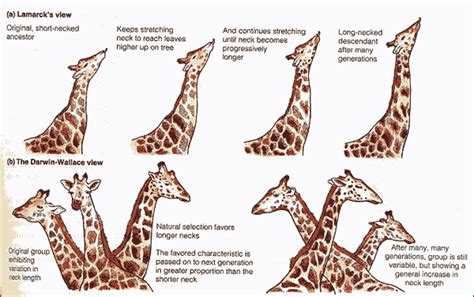 Lamarck vs. Darwin Theories of species development | Natural selection ...