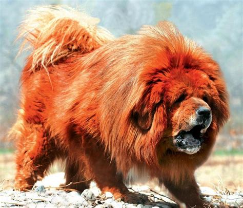 How Much Does A Red Tibetan Mastiff Cost