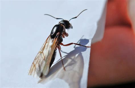 Indoor Flying Ants Are Not a Good Sign (Especially in Winter) | Flying ants, Indoor flying ...