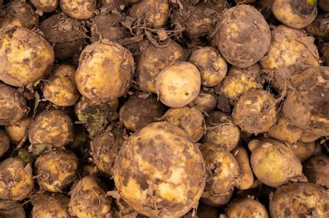 How to Prevent Potato Scab: Causes, Identification, Symptoms, and Treatment