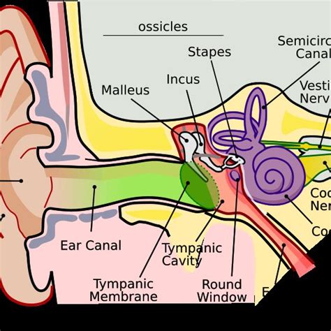 Anatomy of middle ear | Download Scientific Diagram