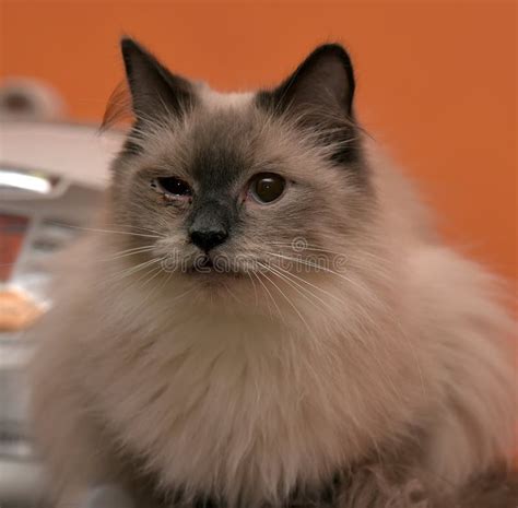 Fluffy Siamese cat stock photo. Image of cute, siamese - 72951394