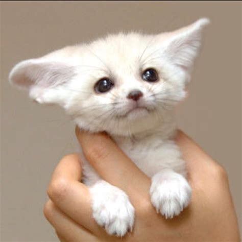 Baby Fennec Foxes