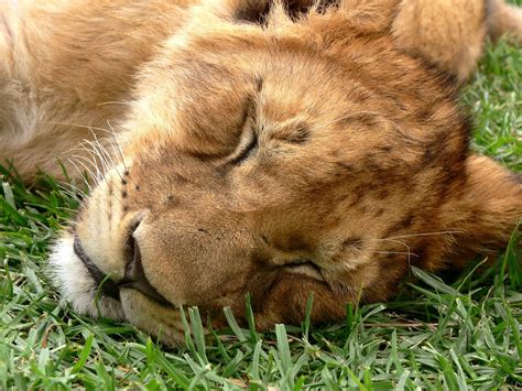 Lion Cub Sleeping - Free photo on Pixabay