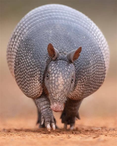 Armadillo | Animal planet, Animals wild, Weird animals