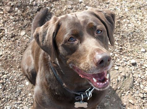 Lab Hound Mix [Labradror Retriever + Bloodhound]