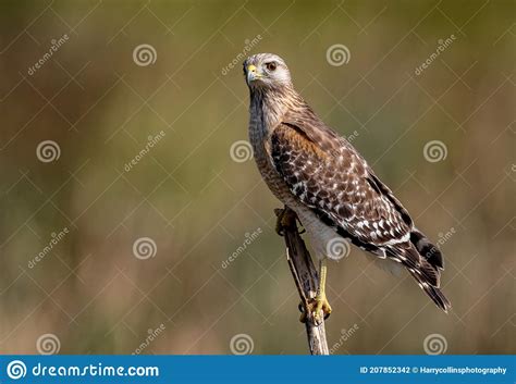 A Red-shouldered Hawk in Florida Stock Photo - Image of landscape, grand: 207852342