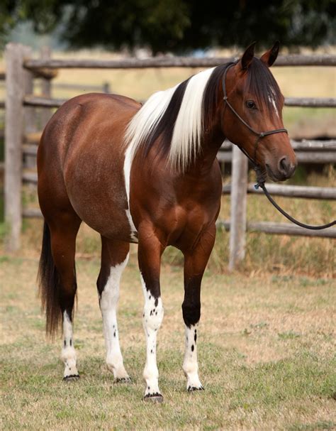 2016 APHA Bay Tobiano Mare