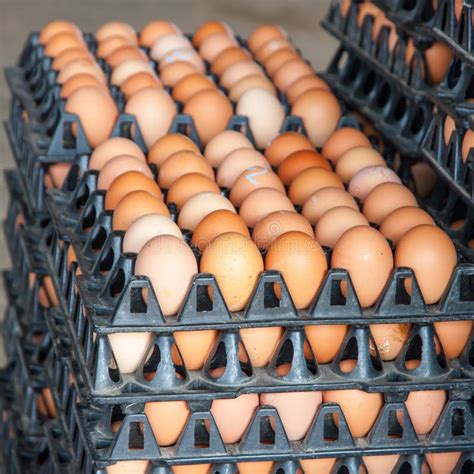 Eggs From Chicken Farm In The Package Stock Photo - Image of eggs, protein: 63088426