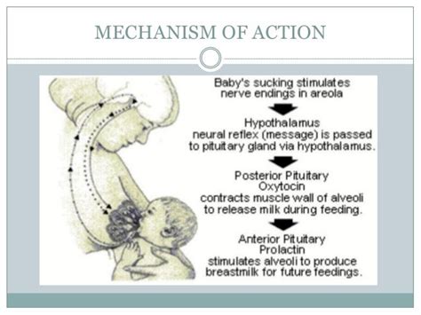 Oxytocin and prolactin