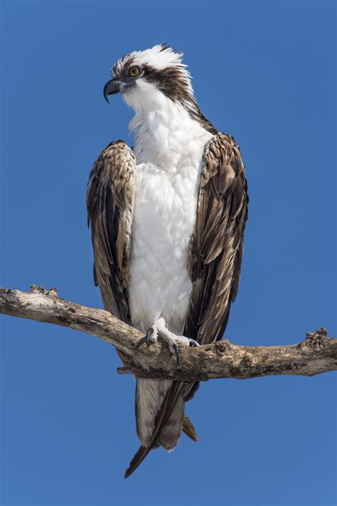 22 Incredible Photos Of The Sea Hawks