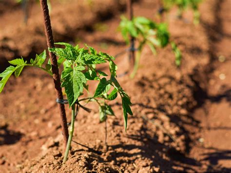 Tomato Plant Spacing - Space Requirements For Tomatoes | Gardening Know How