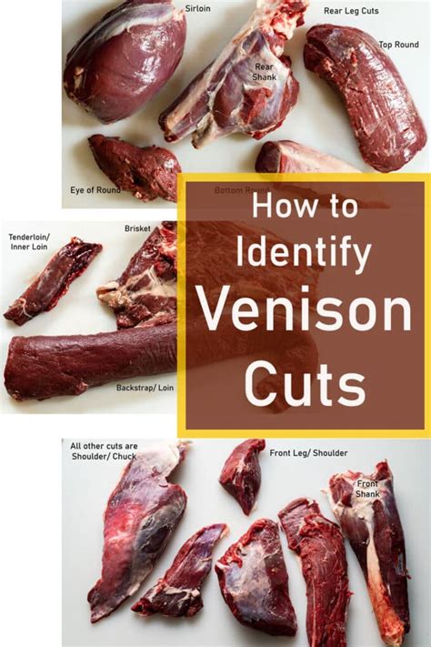 Venison Meat Cuts Chart