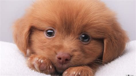Puppy Eyes Wallpapers - Top Free Puppy Eyes Backgrounds - WallpaperAccess