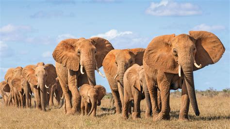 African Elephant Herd Wallpaper