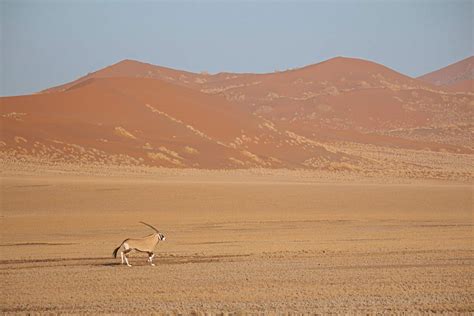 Namib-Naukluft National Park Safari: Best time, Fees [2024]