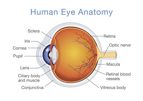 Structure and Function of the Human Eye